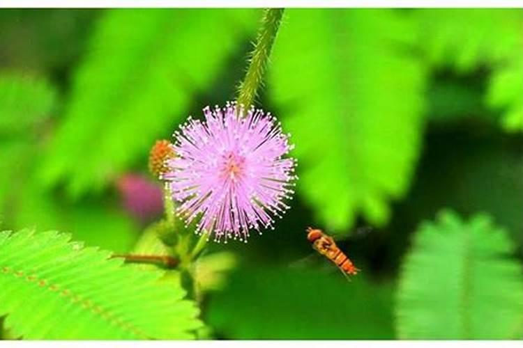 含羞草怎么施肥