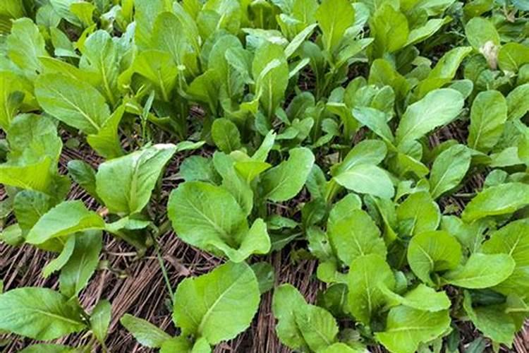 玛格丽特花怎么修剪 玛格丽特花修剪方法