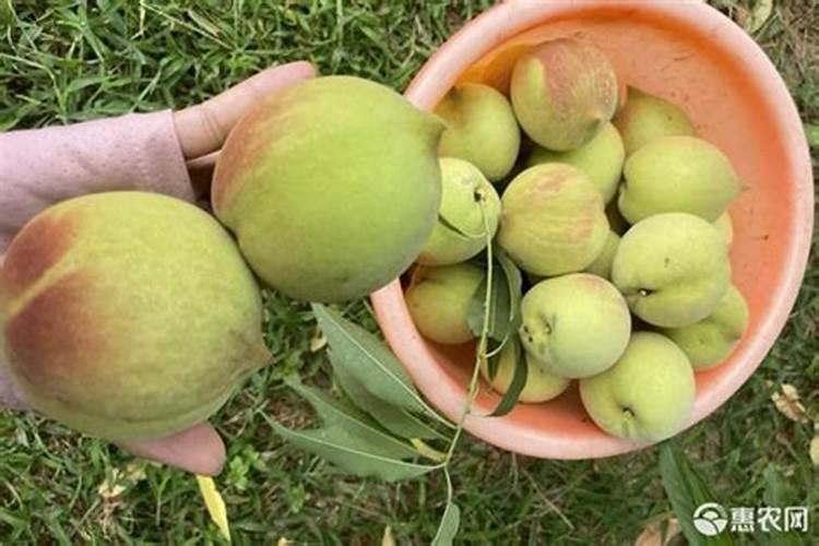 君子兰叶片褶皱怎么回事？