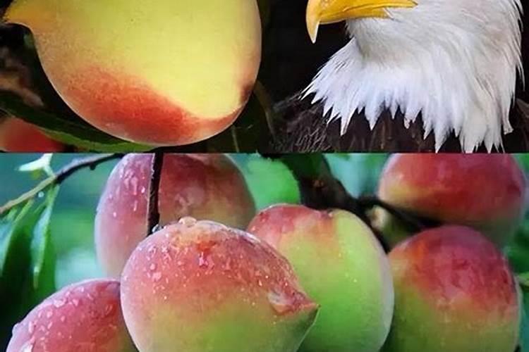 鹰嘴桃子品种亩产多少斤