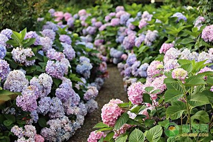 绣球有花苞了该怎么施肥