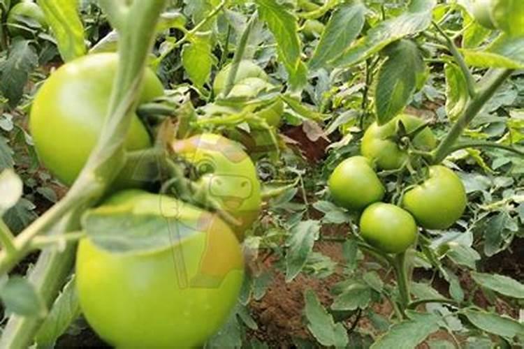 猕猴桃第一次膨大是用平衡肥还是用高钾肥