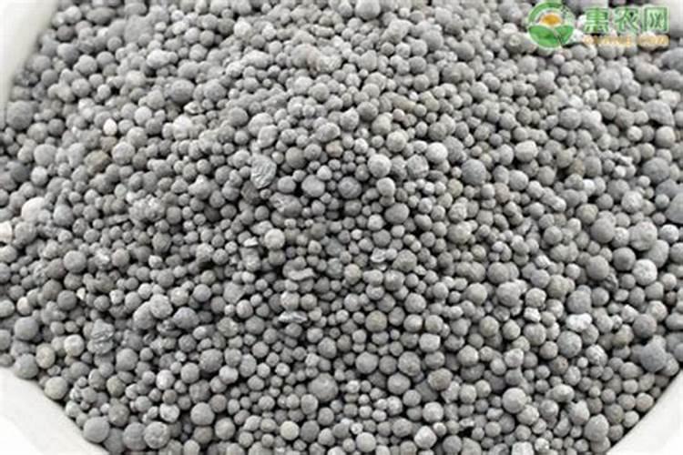 金佛手盆栽几年结果