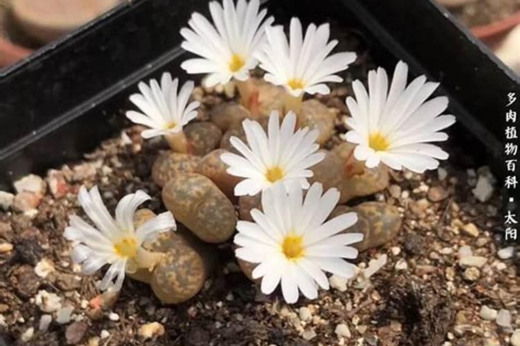 芸苔素使用有什么禁忌 芸苔素应该怎么使用