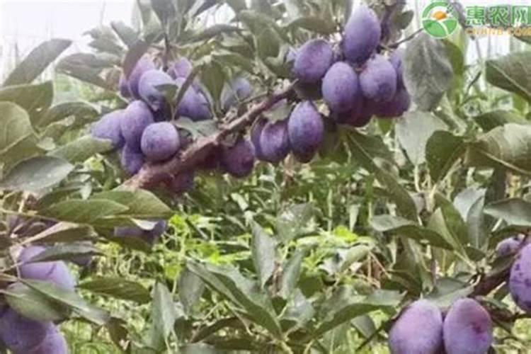 灯盏花(一种常见的草本植物)