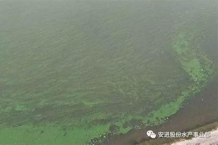 荔枝开花期要施肥吗？施什么肥好点？施保花保果肥