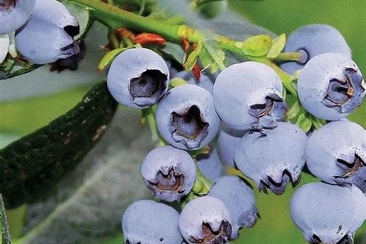 自家栽种蓝莓 叶片大量翻红 果子不肥实 请专家诊断为盼