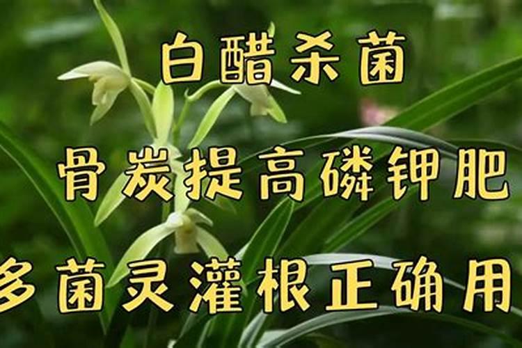 果树叶面肥喷施时间及方法详解