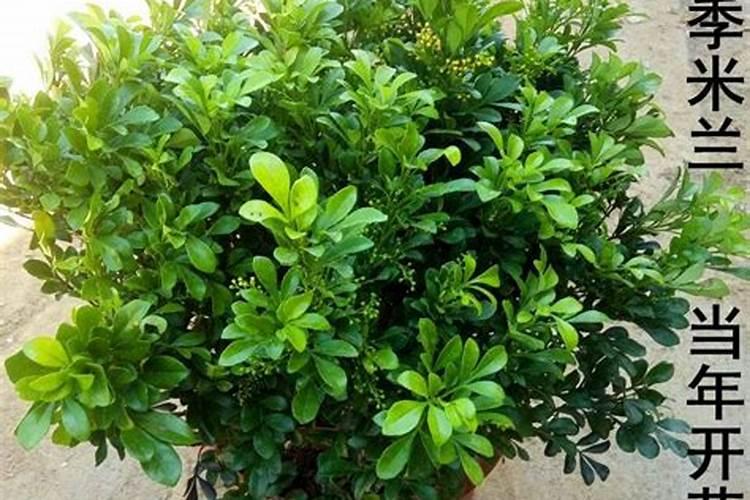 我的米兰长满了花蕾,就是不开花,需要施什么肥呢？