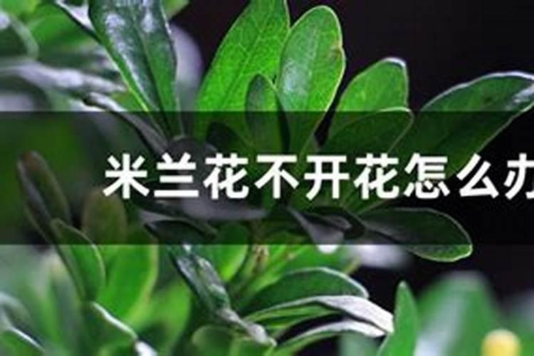 米兰不开花是什么原因,让米兰花开满盆的养护技巧