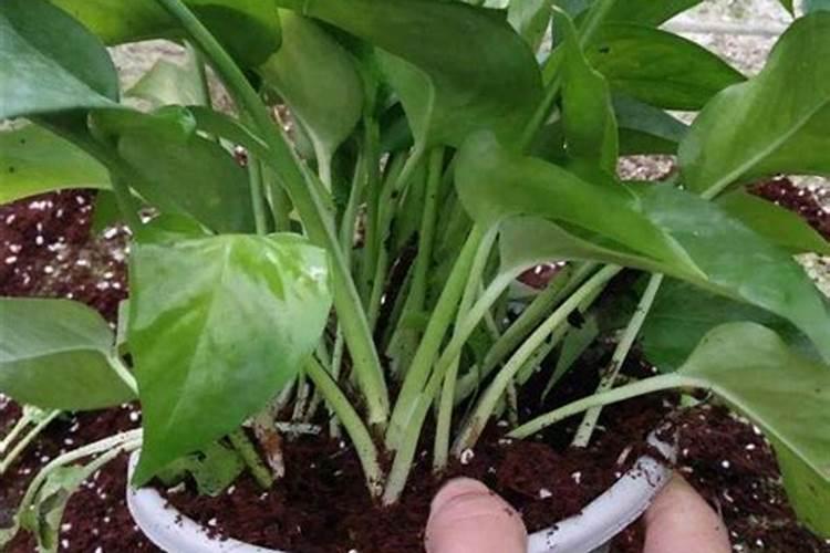 葡萄什么时候浇水