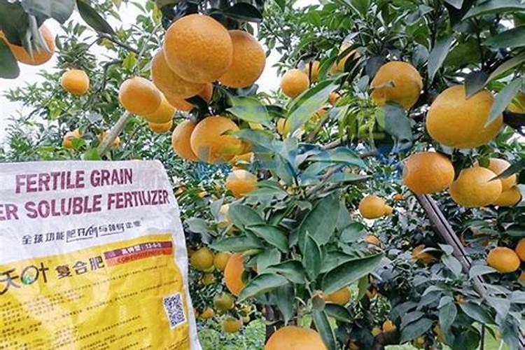 柑橘膨果需要补充哪些元素？用什么肥料效果好？