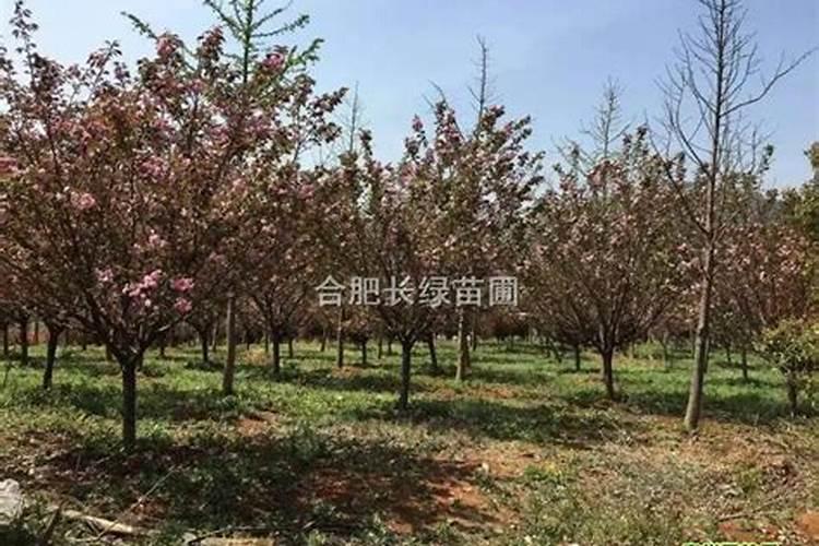 樱花树价格多少钱一棵？樱花树种植方法有哪些？