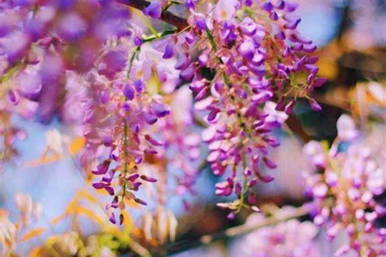 尿素磷肥钾肥复合肥的区别