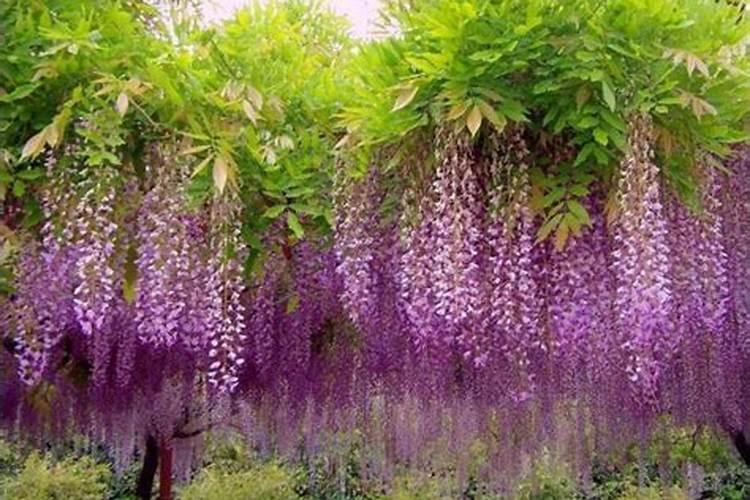 紫藤怎样才能长到开花？