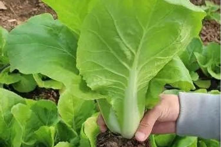 小白菜用什么肥料最好