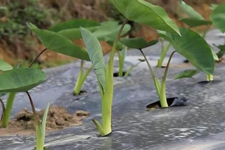 油菜硼肥的最佳使用时期和用量