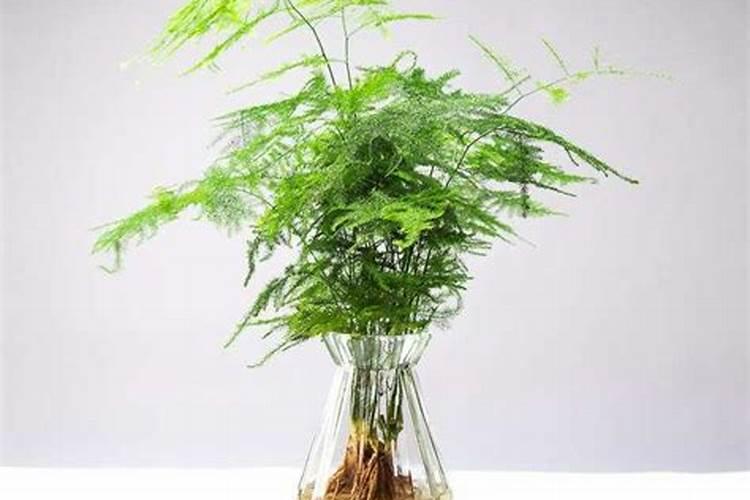 生姜种植什么时候需要施钙肥