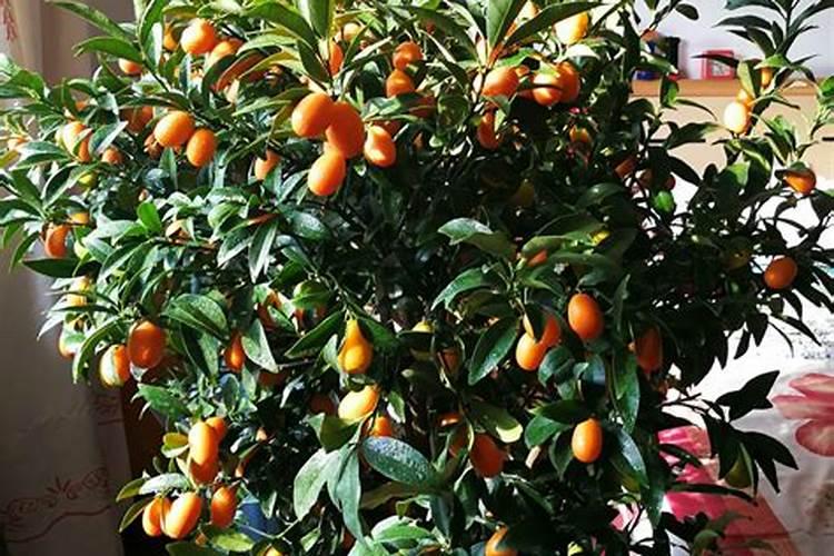 金桔坐果后如何施肥