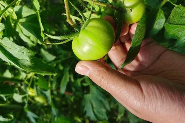 七月份田里种什么东西呢