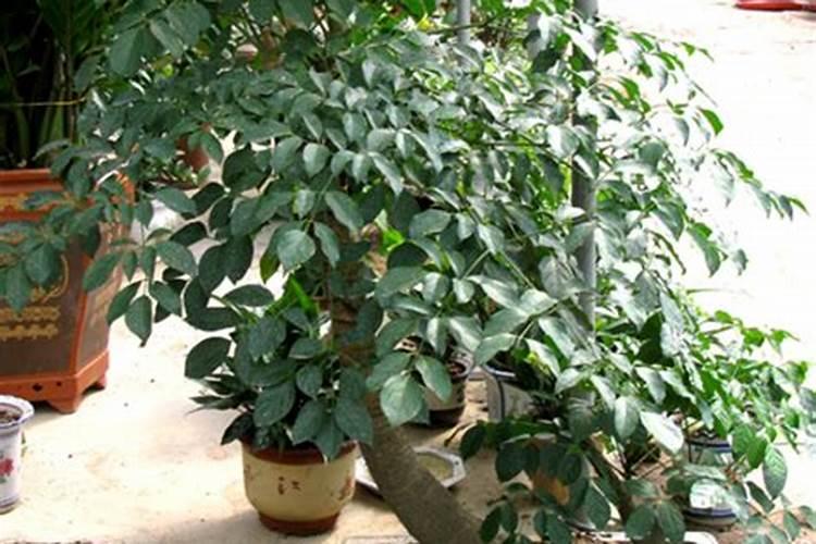 富贵树用什么肥料施肥正确施肥方法？