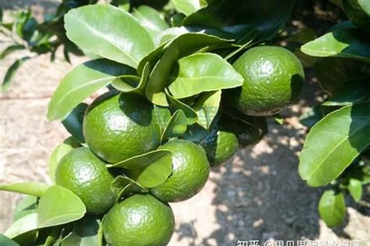 蓝莓专用肥料哪个牌子好