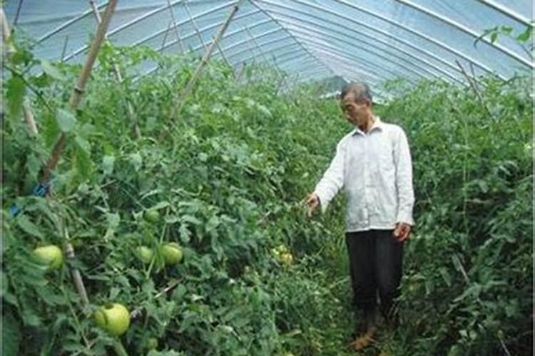 一瓶500克叶面肥能打多少亩地？