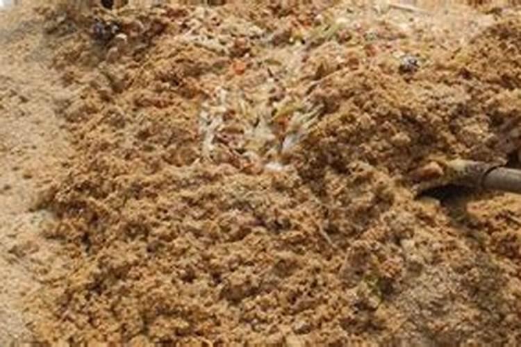 西芹的种植要点