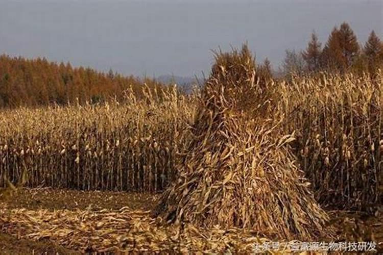 西芹的种植方法和时间