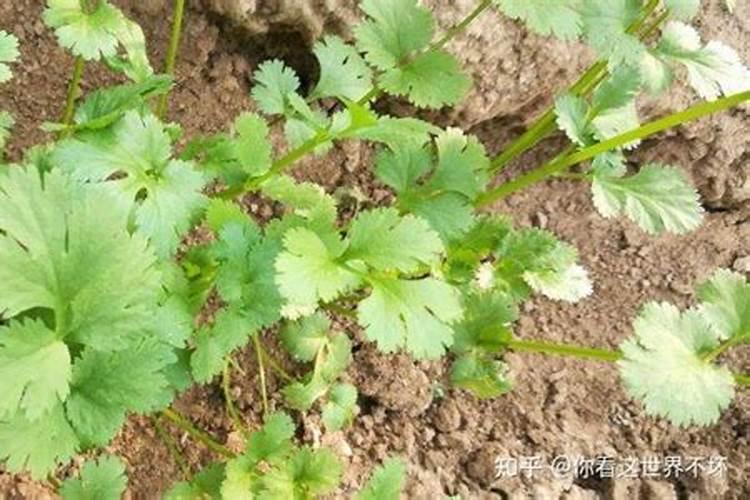 丰硕肥业的肥料怎么样