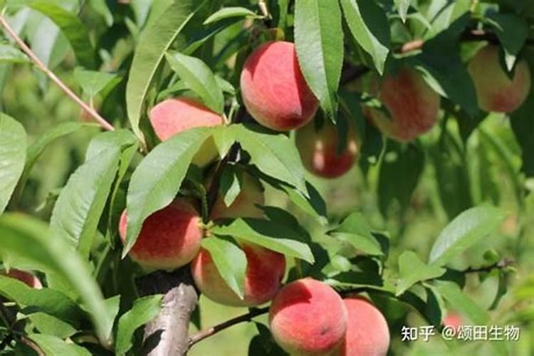 使用硼砂的正确方法