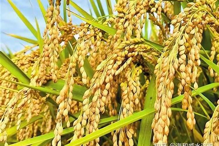 使用哪类化肥会使土壤板结