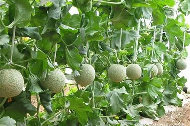 葡萄采收后清园:比春季更重要的3个步骤