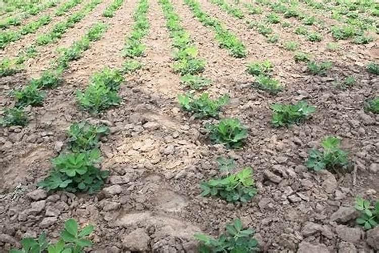 甜菜根哪里才能买到？甜菜根的选购方法介绍!