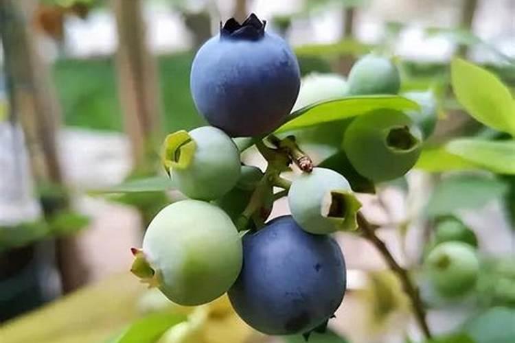 蓝莓不能和什么一起吃