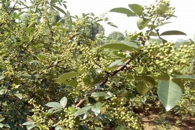 夏天茶花养护需要注意哪些问题