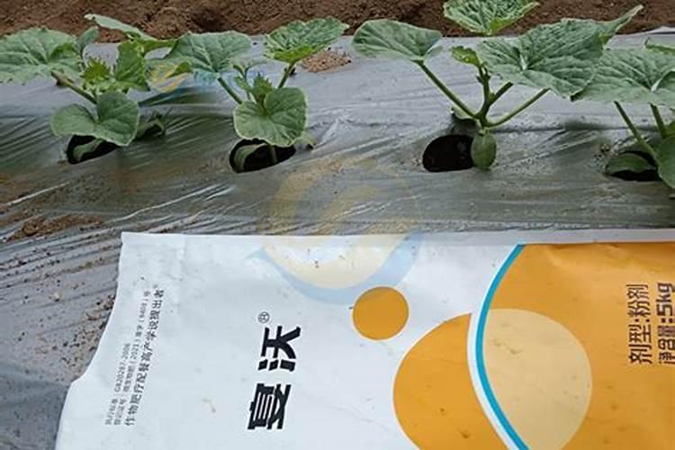 哈密瓜施肥最佳时间
