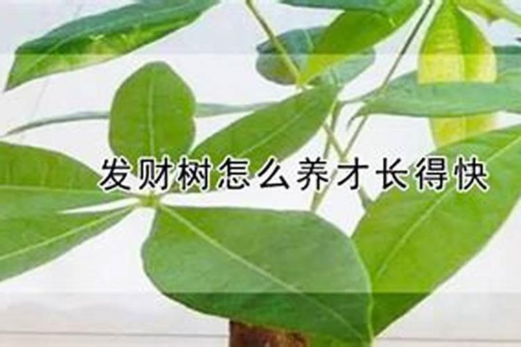 怎么让发财树生根