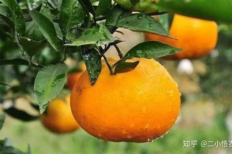 兰花用什么肥料最好？