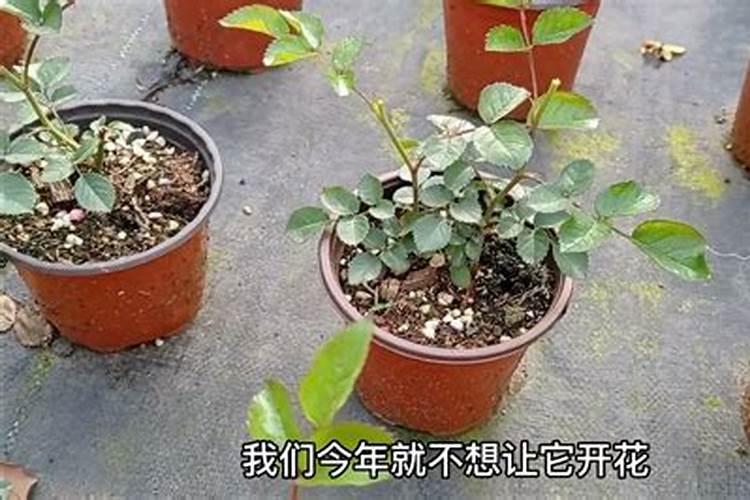 月季施什么肥开花最好