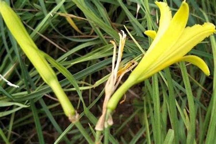 螺虫噻虫嗪打重会有药害吗