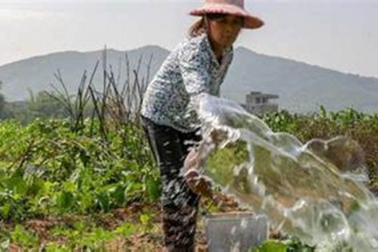 蔬菜定植前施肥时,有哪些误区需要避开？