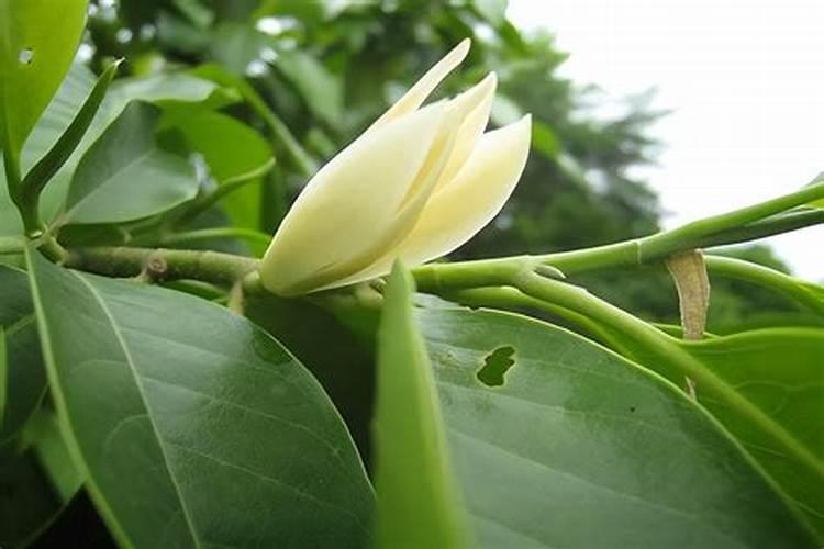 波尔多液施药后两小时下雨有无药效影响