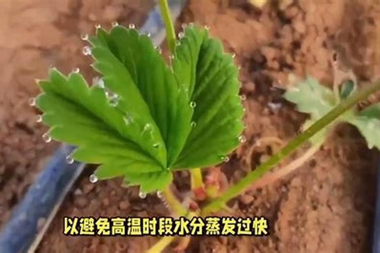 盆栽草莓施肥用什么肥料好