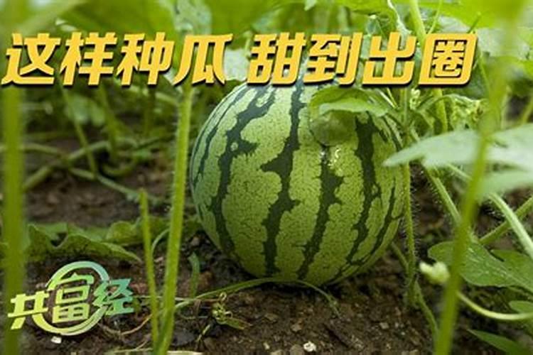 碱性肥料都有哪些