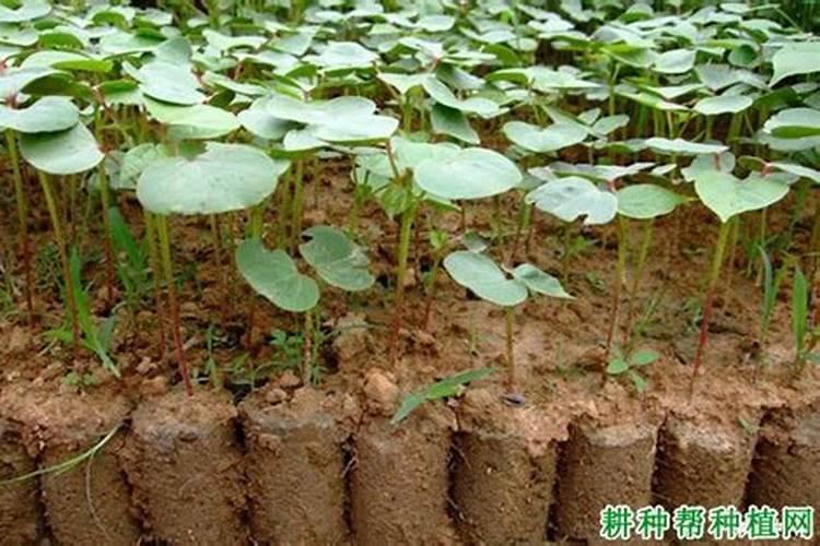 棉花营养钵育苗技术要点