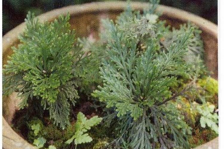 小青菜种植施肥方法和时间