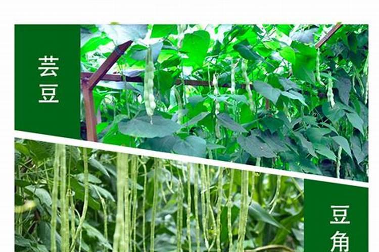 前种植小青菜前,地里撒尿素,一平方米撒多少克