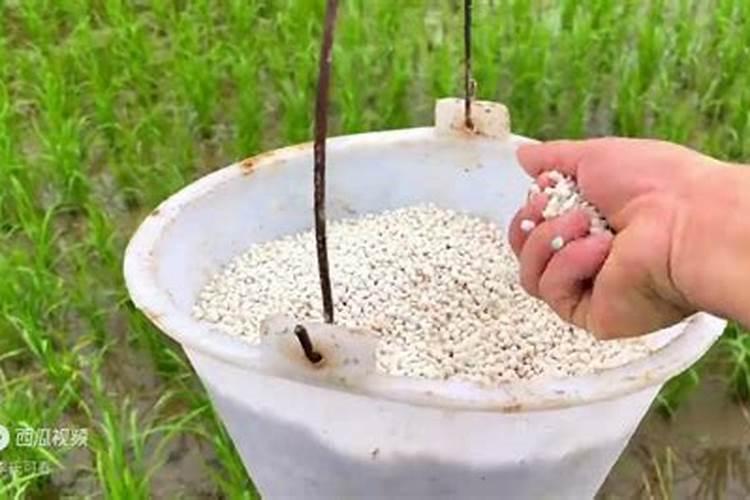 水稻苗期什么时候施肥