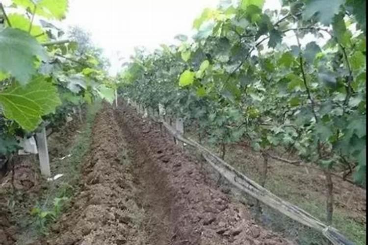 葡萄怎样施肥 学会这些能更好管理葡萄